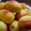 فروش نهال ارقام زردآلو