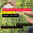 برنج