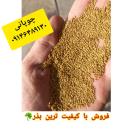 بذر یونجه