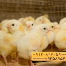 🐣🐣🐣 *جوجه راس 308*🐣🐣🐣