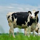 خریدار شیرخام و پرمیت