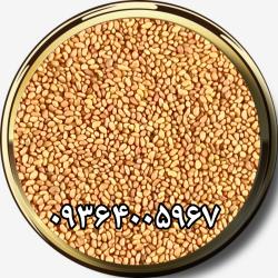 فروش بذر یونجه پایه بلند و بذر علوفه