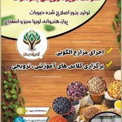 بذر پیازرقم سوییت اسپانیش-بذرنخود نصرت-بذریونجه-بذرلوبیاسبزلهستانی