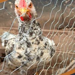 تولید کننده توری مرغی سبک و سنگین